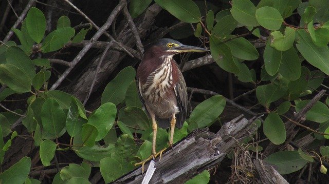 Free download Bird Little Green Heron Mangrove -  free free photo or picture to be edited with GIMP online image editor