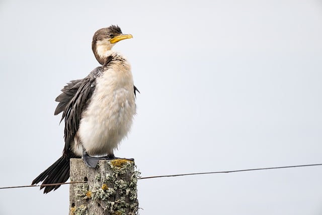 Free download bird little pied cormorant free picture to be edited with GIMP free online image editor