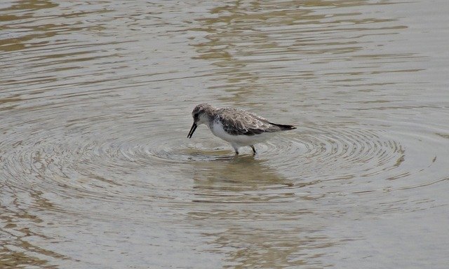 Gratis download Bird Little Stint Calidris Minuta - gratis foto of afbeelding om te bewerken met GIMP online afbeeldingseditor