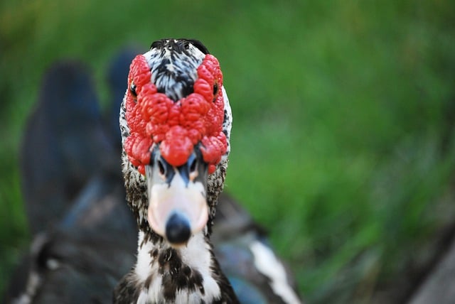 Free download bird long bill animal wildlife free picture to be edited with GIMP free online image editor