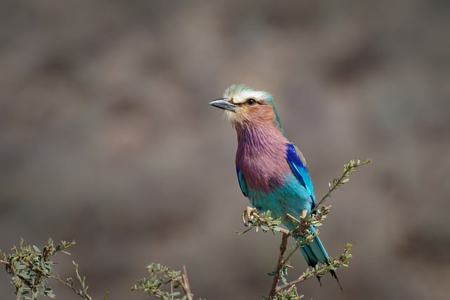 Free download bird long tailed roller wildlife free picture to be edited with GIMP free online image editor