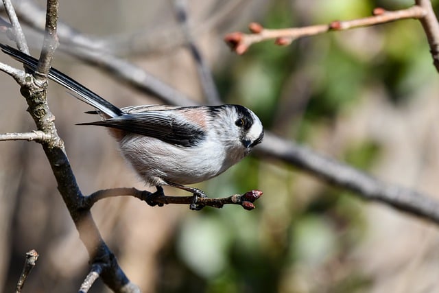 Free download bird long tailed tit beak down free picture to be edited with GIMP free online image editor