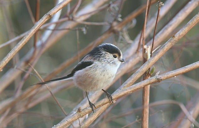 Free download bird long tailed tit fly nature free picture to be edited with GIMP free online image editor