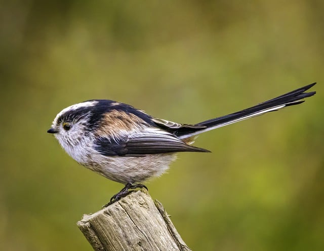 Free download bird long tailed tit ornithology free picture to be edited with GIMP free online image editor