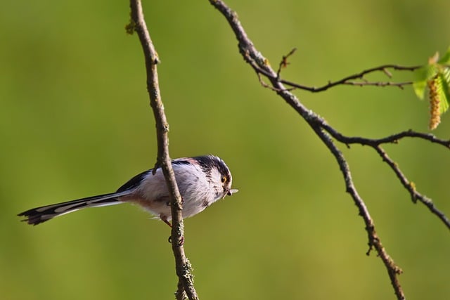 Free download bird long tailed tit tit branch free picture to be edited with GIMP free online image editor