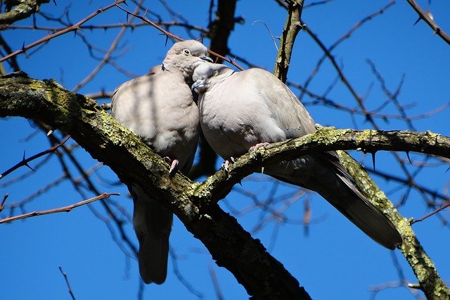 Free download Bird Lovebirds Romantic -  free photo or picture to be edited with GIMP online image editor