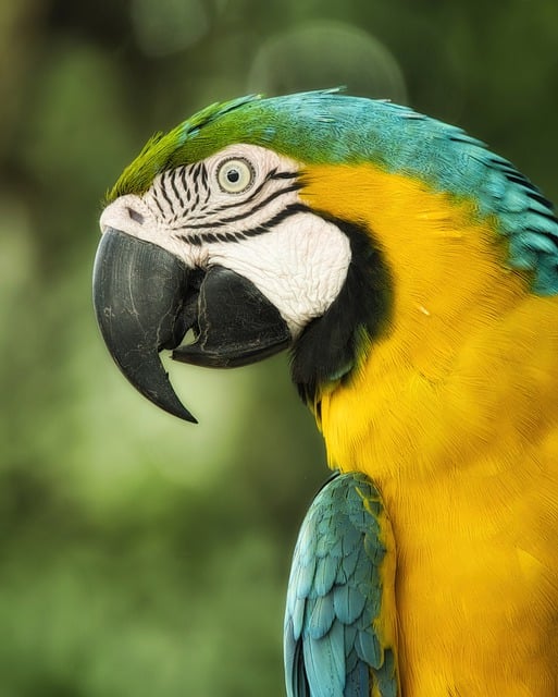 Free download bird macaw animal nature colours free picture to be edited with GIMP free online image editor