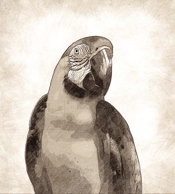 Free download Bird Macaw Parrot -  free illustration to be edited with GIMP free online image editor