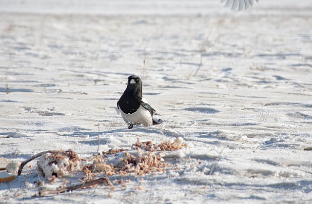 Free download bird magpie animal wildlife free picture to be edited with GIMP free online image editor