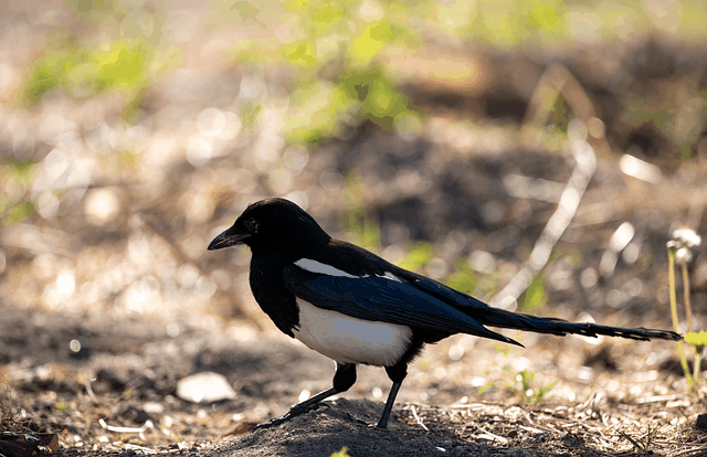 Free download bird magpie feathers animal nature free picture to be edited with GIMP free online image editor