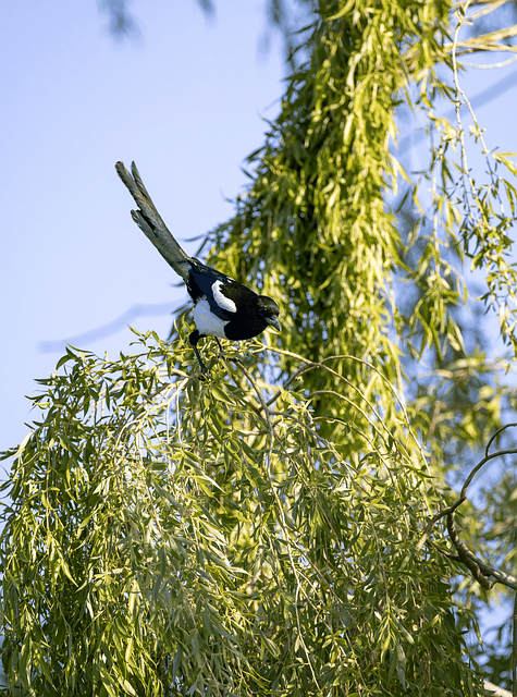 Free download bird magpie feathers nature animal free picture to be edited with GIMP free online image editor