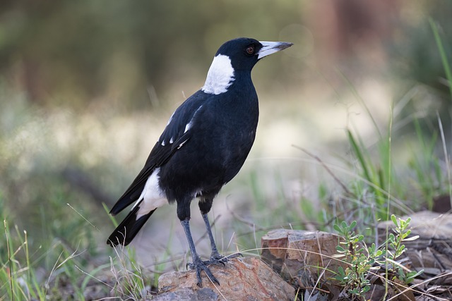 Free download bird magpie feathers plumage free picture to be edited with GIMP free online image editor