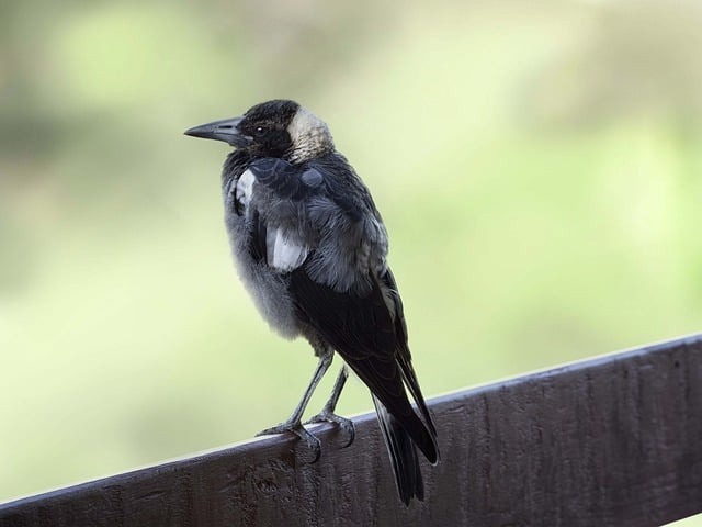 Free download bird magpie juvenile australian free picture to be edited with GIMP free online image editor