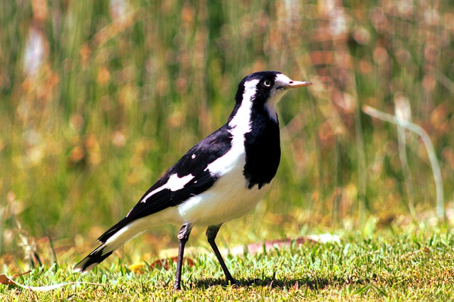 Free download bird magpie ornithology magpie lark free picture to be edited with GIMP free online image editor