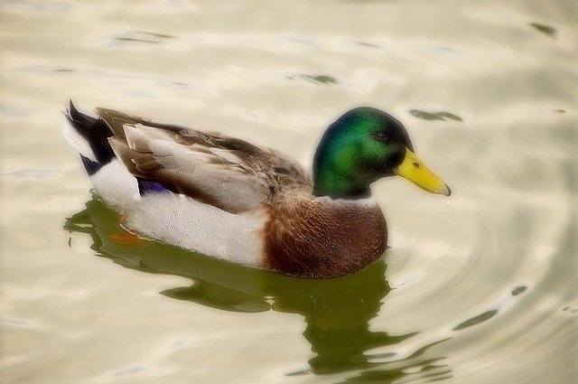 Kostenloser Download Bird Mallard Duck - kostenloses Foto oder Bild zur Bearbeitung mit GIMP Online-Bildbearbeitung