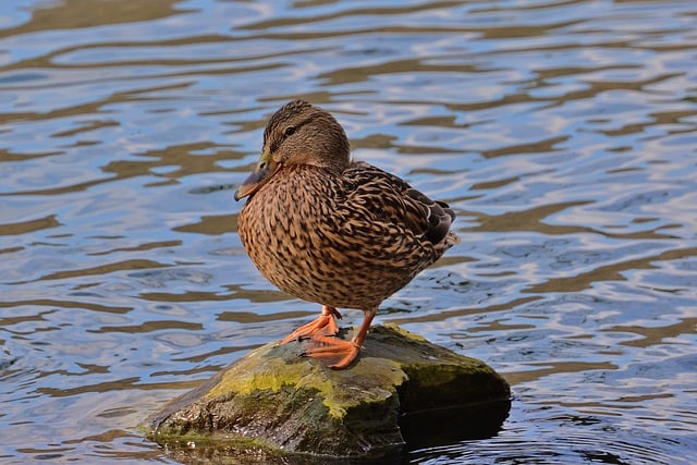 Free download bird mallard ornithology species free picture to be edited with GIMP free online image editor