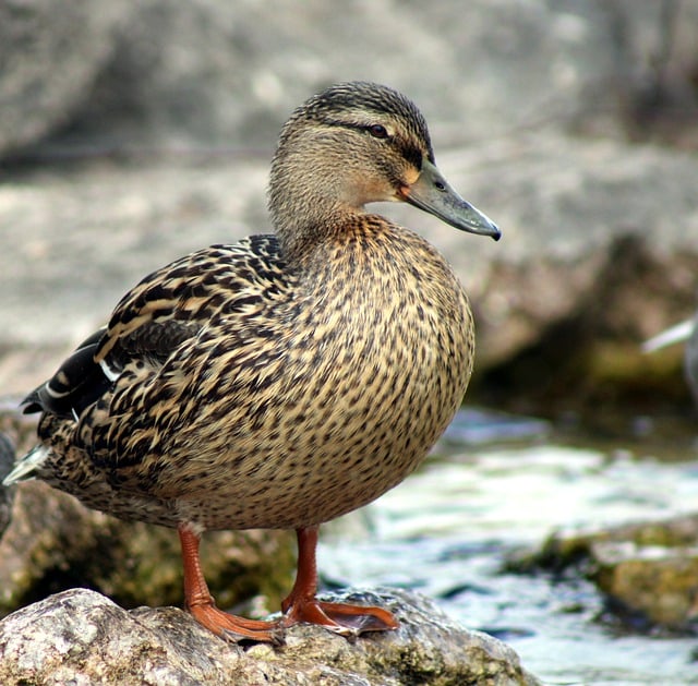 Free download bird mallard riverside nature free picture to be edited with GIMP free online image editor