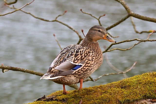 Free download bird mallard water bird female free picture to be edited with GIMP free online image editor