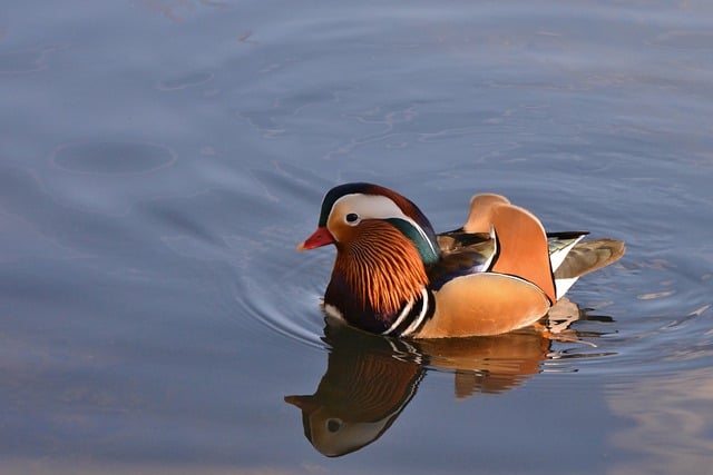 Free download bird mandarin duck drake water bird free picture to be edited with GIMP free online image editor