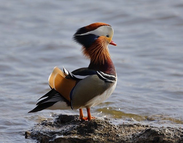 Free download bird mandarin duck duck ornithology free picture to be edited with GIMP free online image editor