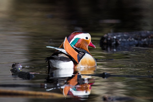 Free download bird mandarin duck multicoloured free picture to be edited with GIMP free online image editor