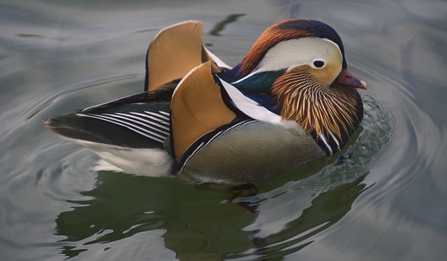 Free download bird mandarin duck ornithology free picture to be edited with GIMP free online image editor