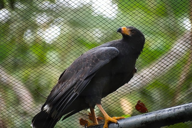 Free download bird mangrove black hawk ornithology free picture to be edited with GIMP free online image editor