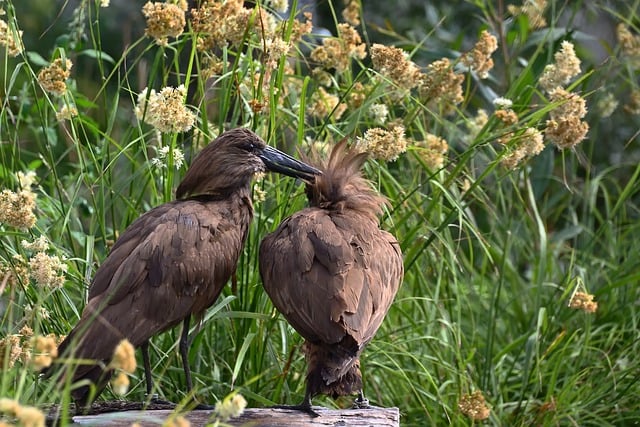 Free download bird marabu nature beak wildlife free picture to be edited with GIMP free online image editor