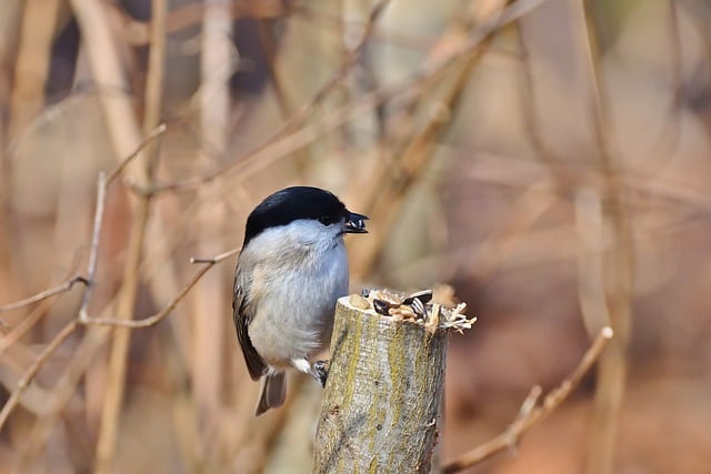 Free download bird marsh tit branch feed park free picture to be edited with GIMP free online image editor