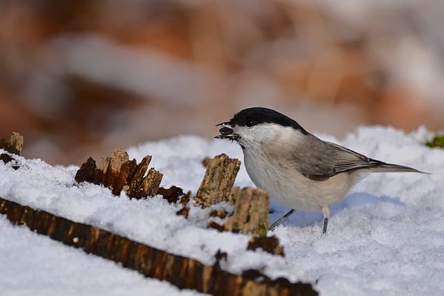 Free download bird marsh tit ornithology species free picture to be edited with GIMP free online image editor