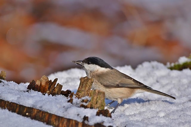 Free download bird marsh tit tit winter foraging free picture to be edited with GIMP free online image editor
