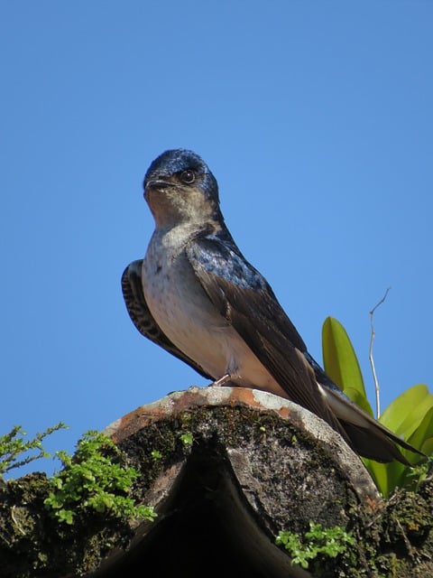 Gratis download vogel martin ornithologie verenkleed gratis foto om te bewerken met GIMP gratis online afbeeldingseditor