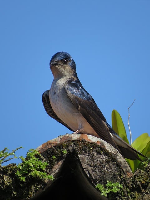 Free download bird martin ornithology plumage free picture to be edited with GIMP free online image editor