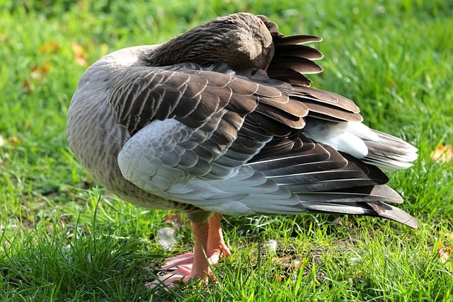 Scarica gratuitamente l'immagine gratuita della fauna selvatica degli animali dell'erba del prato dell'uccello da modificare con l'editor di immagini online gratuito di GIMP