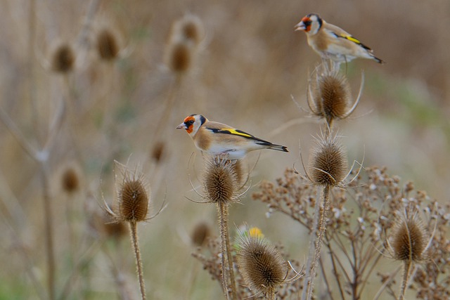 Free download bird meadow teasel plant dried free picture to be edited with GIMP free online image editor