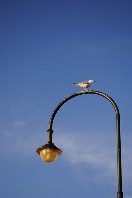 Template Photo Bird Melbourne Pier Light -  for OffiDocs