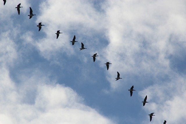 Template Photo Bird Migration Migratory Birds for OffiDocs