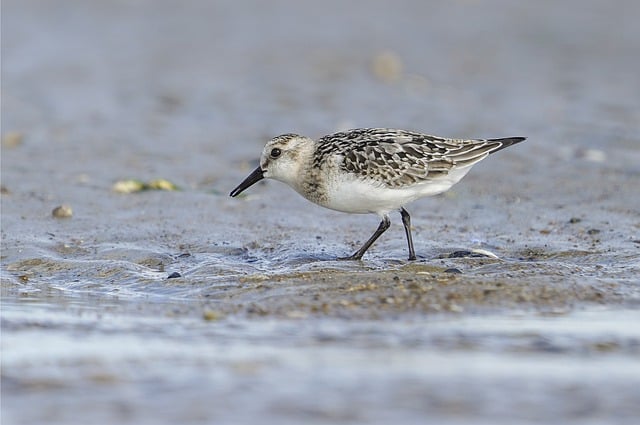 Free download bird migration sandpiper animal free picture to be edited with GIMP free online image editor