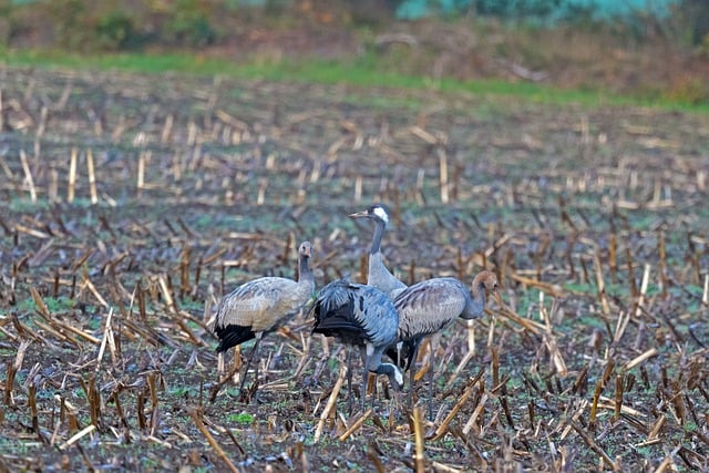 Free download bird migratory bird crane free picture to be edited with GIMP free online image editor