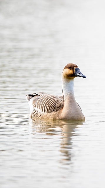 Free download bird migratory bird wild goose free picture to be edited with GIMP free online image editor