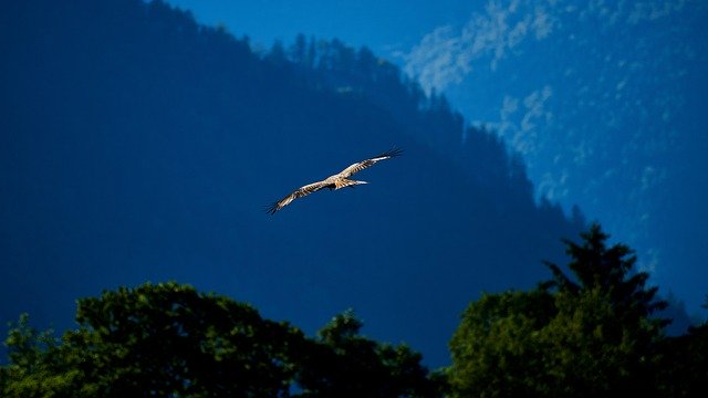 Muat turun percuma Bird Milan Of Prey - foto atau gambar percuma untuk diedit dengan editor imej dalam talian GIMP