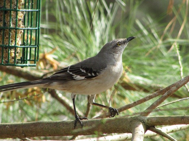 הורדה חינם Bird Mocking Perched - תמונה או תמונה בחינם לעריכה עם עורך התמונות המקוון GIMP