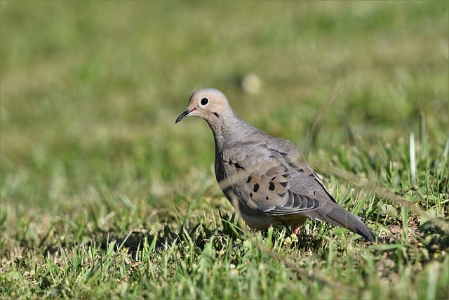 Free download bird mourning dove ornithology dove free picture to be edited with GIMP free online image editor