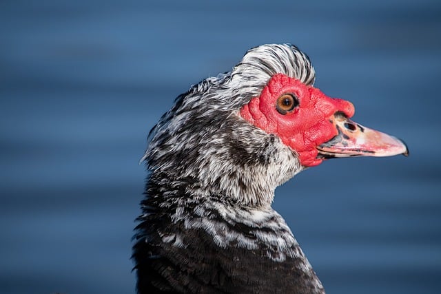 Free download bird muscovy duck ornithology free picture to be edited with GIMP free online image editor