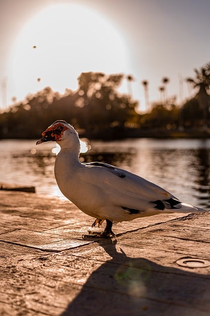 Free download bird muscovy duck ornithology duck free picture to be edited with GIMP free online image editor