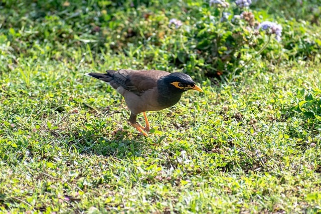Free download bird myna bird common myna starling free picture to be edited with GIMP free online image editor