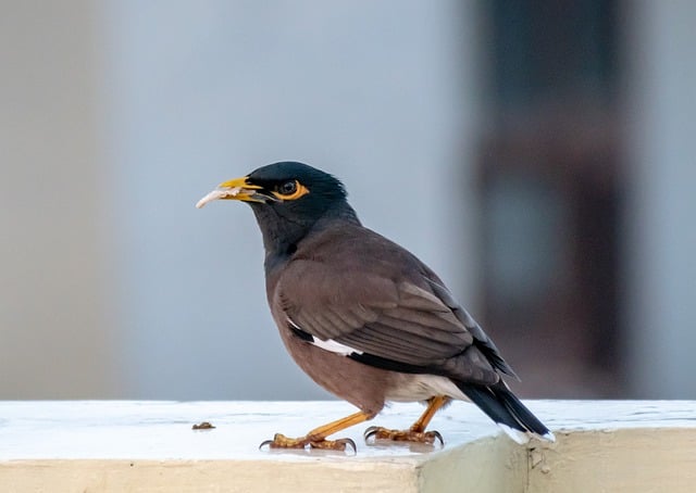 Free download bird myna food plumage starling free picture to be edited with GIMP free online image editor