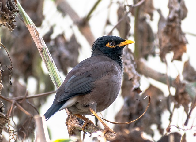 Free download bird myna mynah common myna free picture to be edited with GIMP free online image editor