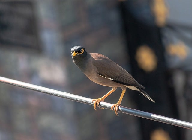 Free download bird myna ornithology starling free picture to be edited with GIMP free online image editor