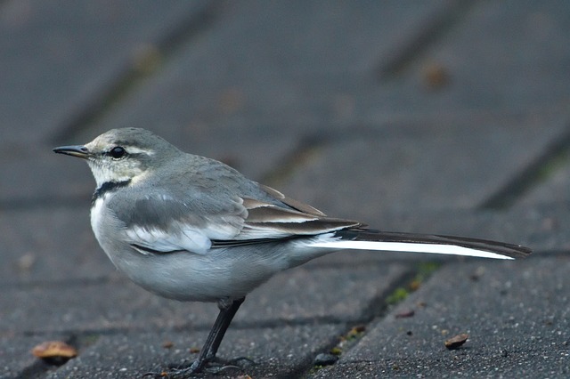 Free download bird natural wild animals outdoors free picture to be edited with GIMP free online image editor